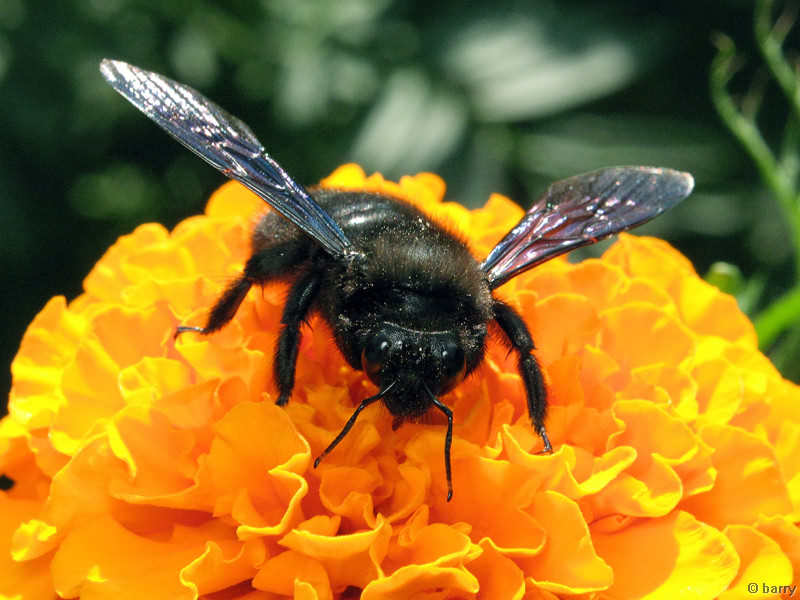 Xylocopa violacea (Linnaeus, 1758)